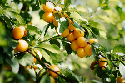 Low angle view of yellow wax cherry fruits on tree