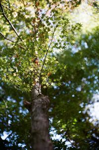 Low angle view of trees