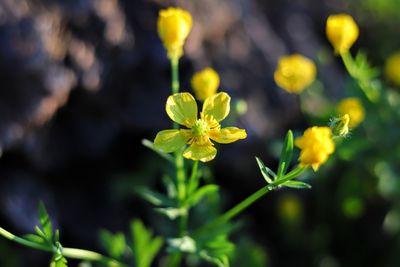 Close-up of yellow flowering plant