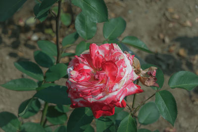 Close-up of rose plant