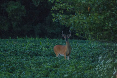 Deer on field