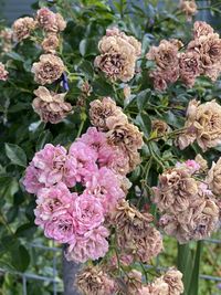 Close-up of pink flowering plants