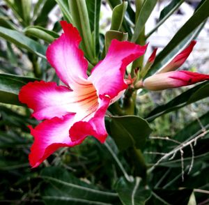 Close-up of pink day lily blooming outdoors