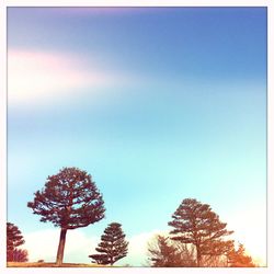 Low angle view of trees against blue sky