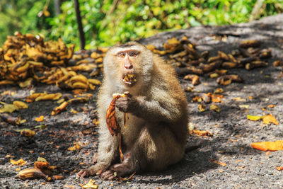 Monkey eating food on land