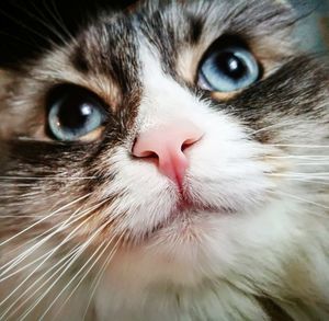 Close-up portrait of cat