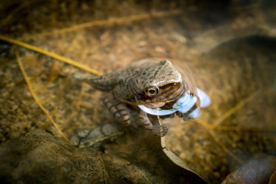 Close-up of frog on rock