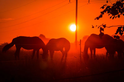 Horses in ranch against sky during sunset