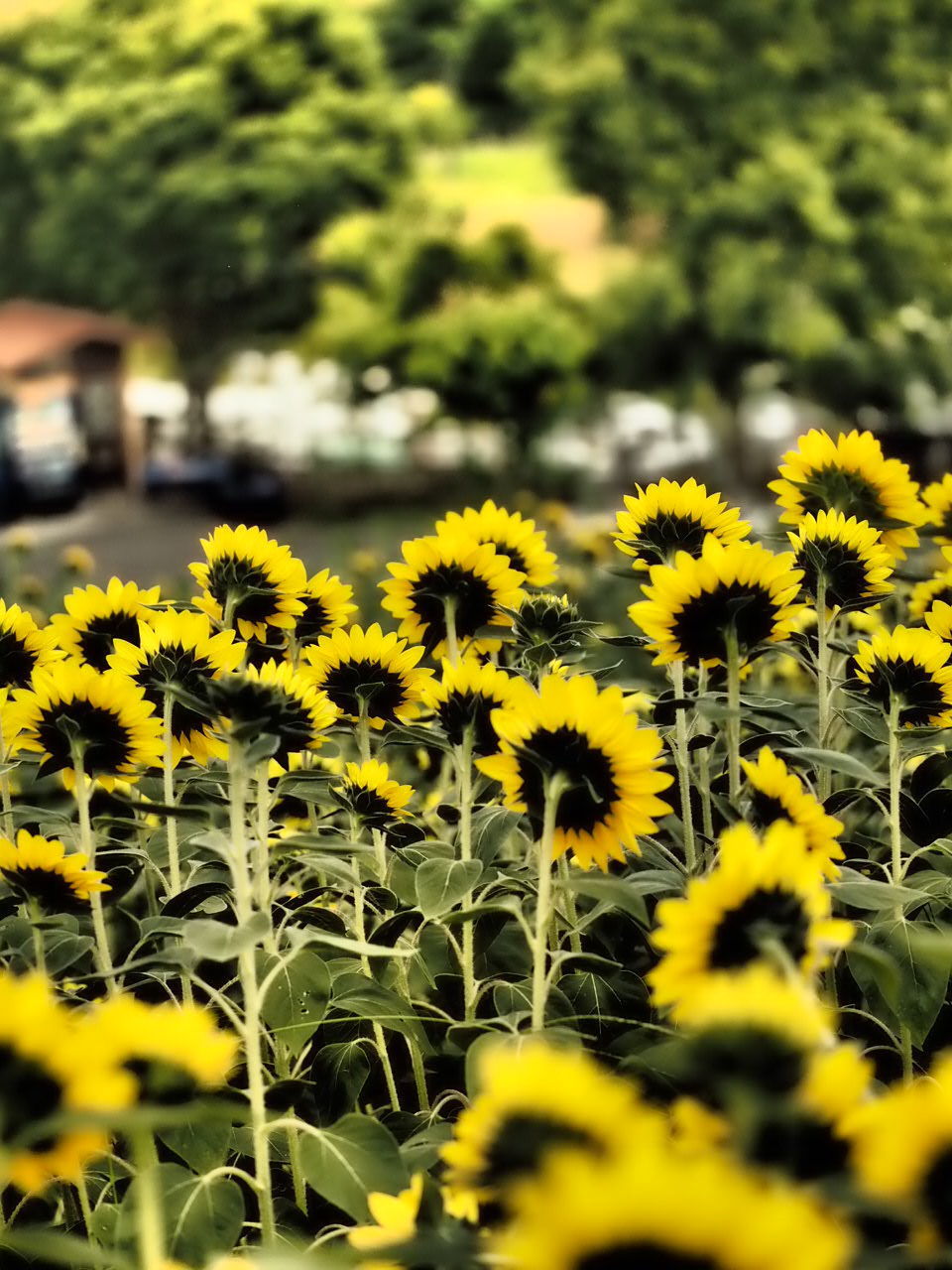 CLOSE-UP OF YELLOW FLOWERING PLANT