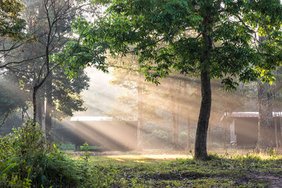 Trees on field