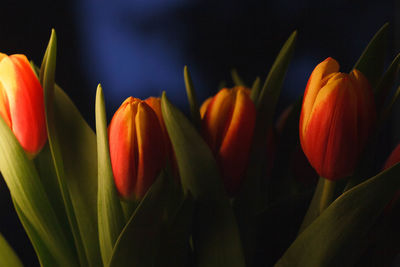 Close-up of orange tulips blooming outdoors