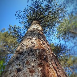 Low angle view of tree against sky