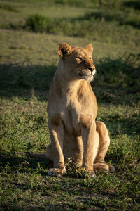 Full length of cat sitting on field