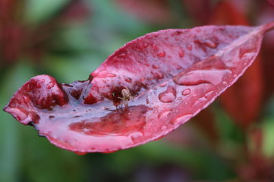 Close-up of water drops on pink flower