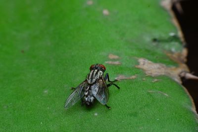 Close-up of fly on leaf