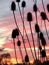 Low angle view of silhouette trees against sky during sunset