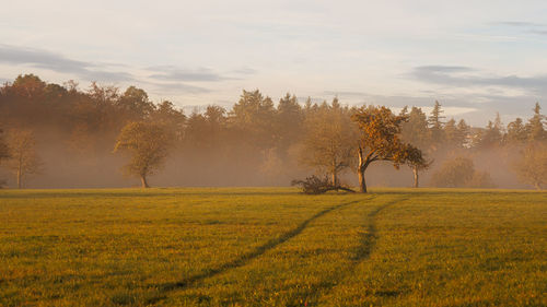 Trees on field against sky