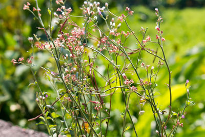 Close-up of flowering plant
