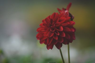 Close-up of red flower blooming outdoors