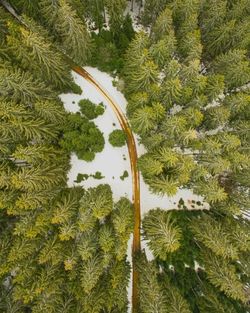 Aerial view of trees during winter