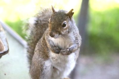 Close-up of squirrel on tree