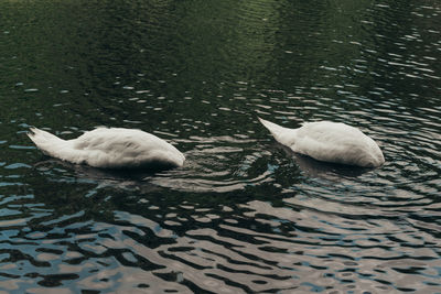 High angle view of swan swimming in lake