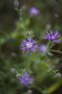 Close-up of purple flowering plant