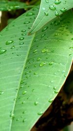 Close-up of raindrops on leaves
