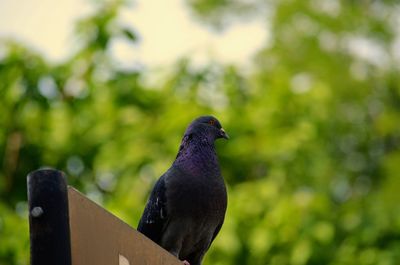 Close-up of bird perching on tree