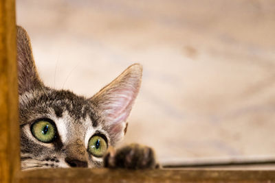 Portrait of cat