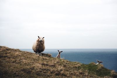 Sheep on hill by sea against sky