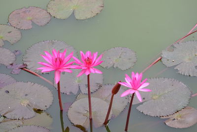 Pink lotus water lily in lake