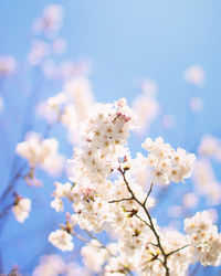 Low angle view of cherry blossoms against sky
