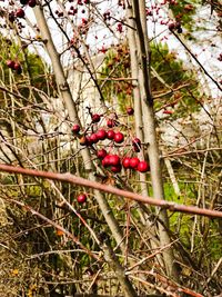 Close-up of fruits on tree