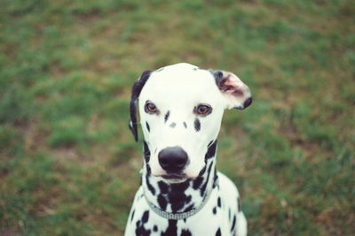 Portrait of dalmatian dog at garden