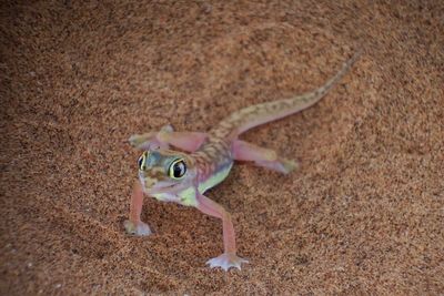 Close-up of gecko on sand