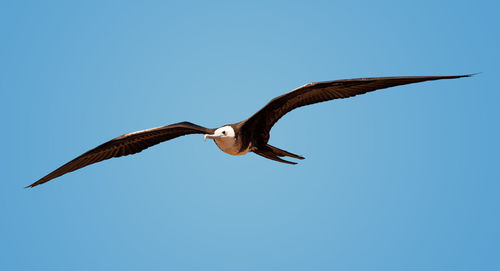 Low angle view of eagle flying against clear blue sky