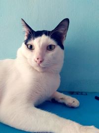 Close-up portrait of white cat