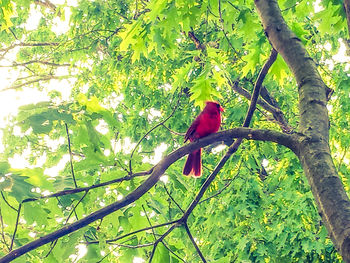 Low angle view of tree