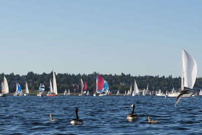 Swans swimming in sea against clear sky