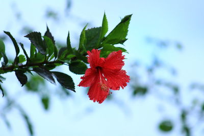 Close-up of red hibiscus on plant