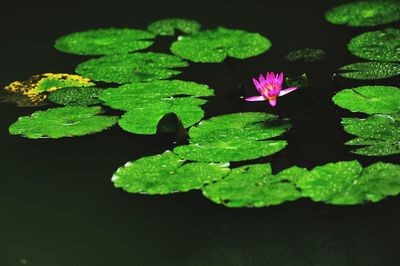 Close-up of lotus water lily in lake