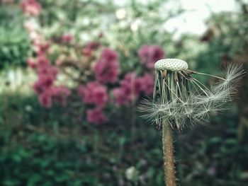 Close-up of dandelion flower on field