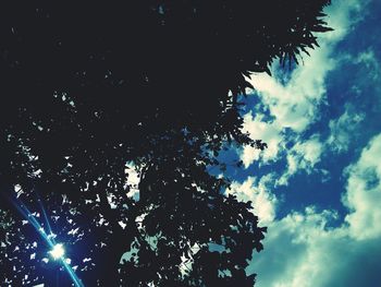 Low angle view of trees against sky