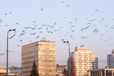 Low angle view of birds flying in city against sky