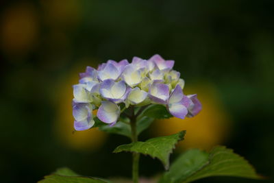 Close-up of purple flowers