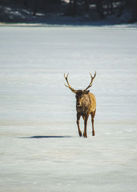 Deer on frozen lake