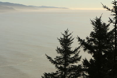 Tree by sea against sky