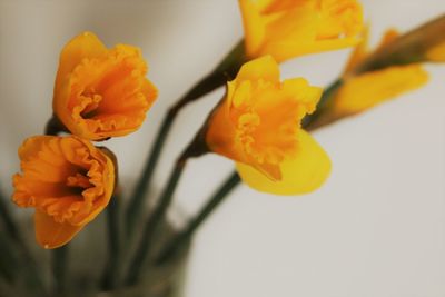 Close-up of orange rose flower