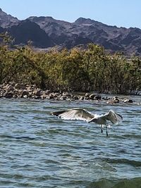 Birds in a lake